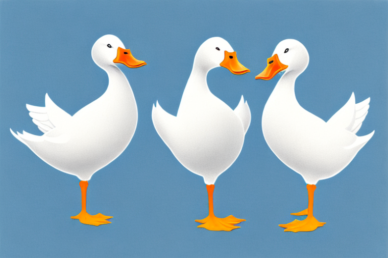 Comparing White Ducks and White Geese What Are the Differences