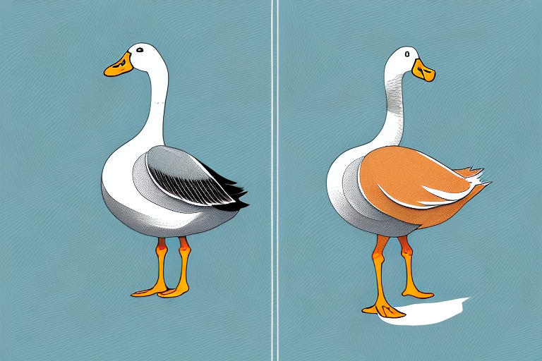 The Difference Between a Goose and a Duck